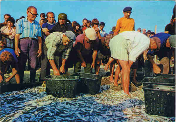 N.� 1499 - Praia de Mira - Portugal  Chegada do Peixe - Ed. SUPERCOR Portugal Tur�stico Dist. por RAN-LISBOA, RUA DA QUINTINHA 70-B - SD - Dim. 15x10,5 cm - Col. F�tima B�ia (1978).