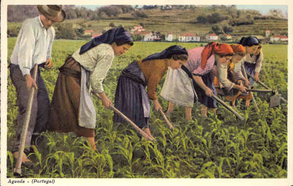 N.� 136 - �gueda, Portugal. Sachando o milho - Edi��o de C. Conseil de Vasconcelos - Tabacaria Africa, Porto - SD - Dim. 14x9 cm. - Col. �nio Semedo.