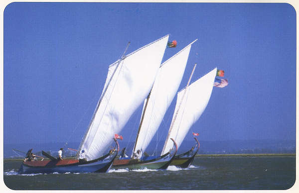 SN - Cisnes na Ria - Ed. C�mara Municipal de Aveiro. Foto Manuel Gamelas - SD - Dim. 15x10 cm - Col. Gaspar Albino