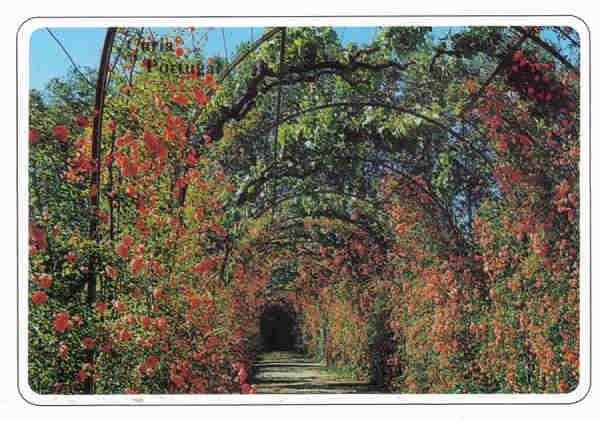 N� 557-CURIA-Portugal-Rua Florida-Ed ANCORA-14,8x10,4cm-Colec A SIMOES 1062