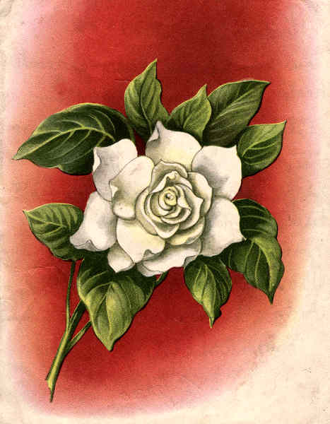 N.� 14 - Editor n�o indicado - 1956 -Dim. 14x11 cm. Col. M�rio F. Silva.