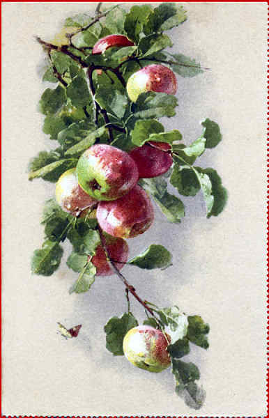 N� 1024 - Ma��s - Edi��o St F Z, Suissa - Dim. 14x9 cm - Col. Am�lcar Monge da Silva (cerca de 1930)