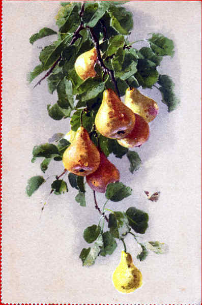 N� 1025 - Peras - Edi��o St F Z, Suissa - Dim. 14x9 cm - Col. Am�lcar Monge da Silva (cerca de 1930)