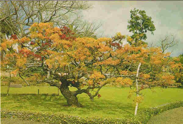 N.� MD 505 - FUNCHAL (MADEIRA) Schotia brachypetala - Ed. Francisco Ribeiro, Rua Nova de S. Pedro, 27 telef. 23930 - SD 