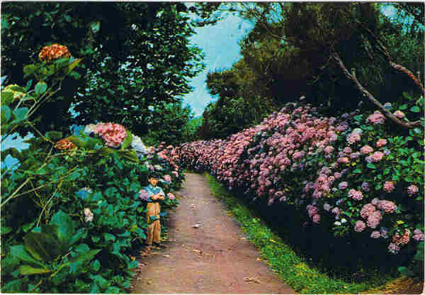  MAD 58/5 - MADEIRA. Hort�nsias nas Queimadas - Ed. GM Francisco Ribeiro - Rua Nova de S. Pedro, 27 telef. 23930 FUNCHAL - MADEIRA - SD - Dim. 14,7x10,1 cm - Col. Manuel e F�tima B�ia (1975).