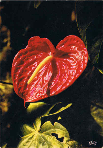 MD 357 - MADEIRA Anthurium - Ant�rio - Ed. Francisco Ribeiro - Rua Nova de S. Pedro, 27 telef. 23930 FUNCHAL - MADEIRA - SD - Dim. 10,4x14,8 cm - Col. Manuel e F�tima B�ia (1975).