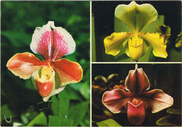 N.� 796 - MADEIRA Flores da Madeira - "Sapatinhos" - Ed. BERNARDINO V. G. CARV�O - APARTAMENTOS PIORNAIS - BLOCO 9-3.�A - FUNCHAL - SD - Dim. 14,9x10,4 cm - Col. Manuel e F�tima B�ia (1975).