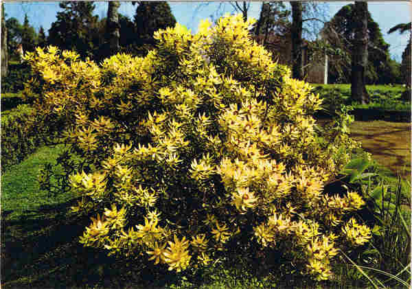 N.� 66 - LEUCADENRON DAPHNOIDES (PROTEA) Quinta do Palheiro-Madeira - Ed. PERESTRELLOS-PHOTOGRAPHOS Impresso da Su�cia - SD - Dim. 14,8x10,4 cm - Col. Manuel e F�tima B�ia (1975).