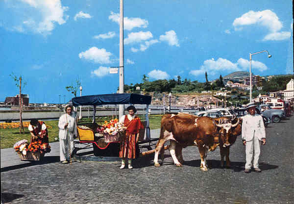 MD 37 - Funchal. MADEIRA. Vendedeiras de Flores e carro de bois - Editor n�o indicado - Dim. 14,6x10,3 cm - Circulado em 1965 - Col. A. Monge da Silva.