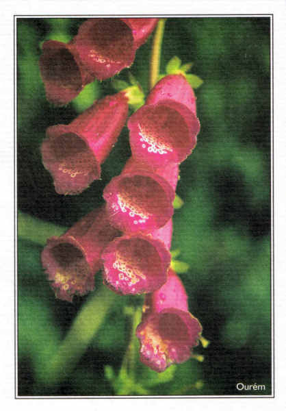 S/N -  OUR�M - PORTUGAL Ruralidades - Ed. RTL/F - 2003 - Fotografia: Quercus/Our�m - REGI�O DE TURISMO - Leiria-F�tima www.rtleiriafatima.pt . - Dim. 10,5x15 cm. - Col. Manuel B�ia (2009)