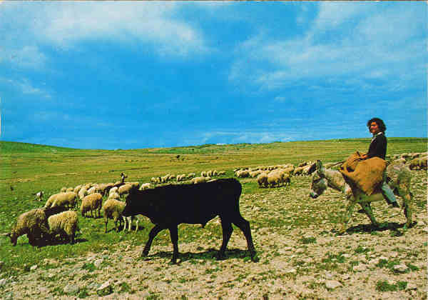 N.� 161 PORTO SANTO -  Gado - Uma das riquezas da ilha - Ed. BERNARDINO V. G. CARV�O - APARTAMENTOS PIORNAIS - BLOCO 9-3.�A - FUNCHAL LITO OF. ARTISTAS REUNIDOS-PORTO -SD - Dim. 15x10,5 cm - Col. Manuel B�ia (1988)