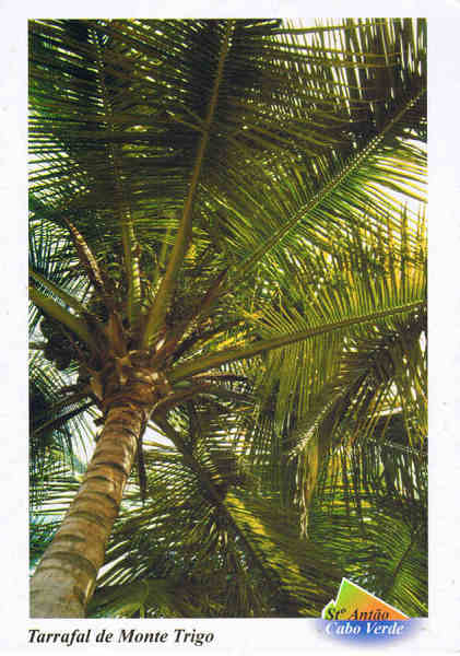 N.� 231 - 211p CABO VERDE. Santo Ant�o - Tarrafal de Monte Trigo - Ed. PiLu Bela Vista - tel +238 324267 - Fotografia: Dr. Pitt Reitmaier www.bela-vista.net - SD - Dim. 10,5x14,8 cm - Col. Manuel B�ia (2011)