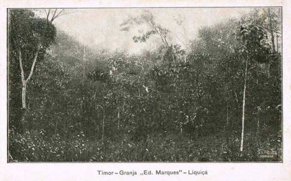 SN - Timor - Granja "Eduardo Marques" - Liqui�� - Edi��o da Circunscri��o Civil de Liqui�� -  SD - Dim. ??x?? cm - Col. Monge da Silva (Cerca de 1925)