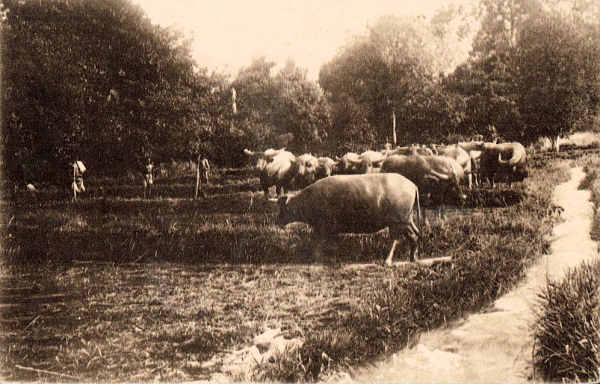 SN - Timor Portugu�s - Lavrando as v�rzeas - Edi��o da Miss�o - SD - Dim. ??x?? cm - Col. Monge da Silva (Cerca de 1927)