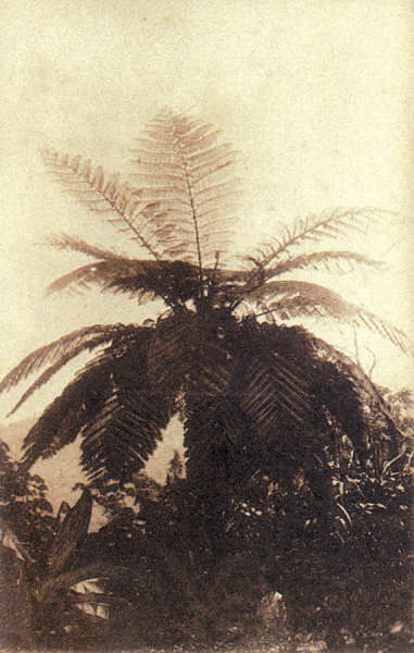 SN - Timor Portugu�s - Um feto arb�reo das montanhas - Edi��o da Miss�o - SD - Dim. ??x?? cm - Col. Monge da Silva (Cerca de 1927)