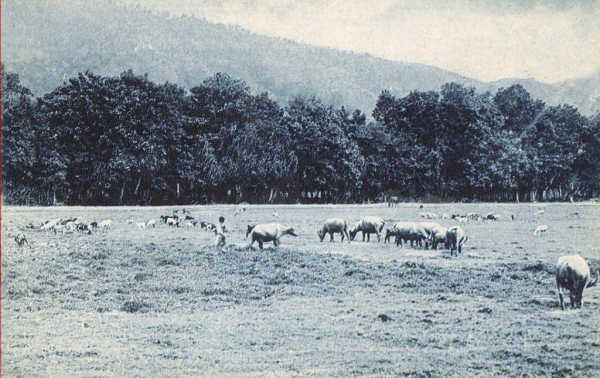 N� 051320 - Timor Portugu�s - Um campo de pastagem - Edi��o da Miss�o - SD - Dim. ??x?? cm - Col. Monge da Silva (Cerca de 1927)