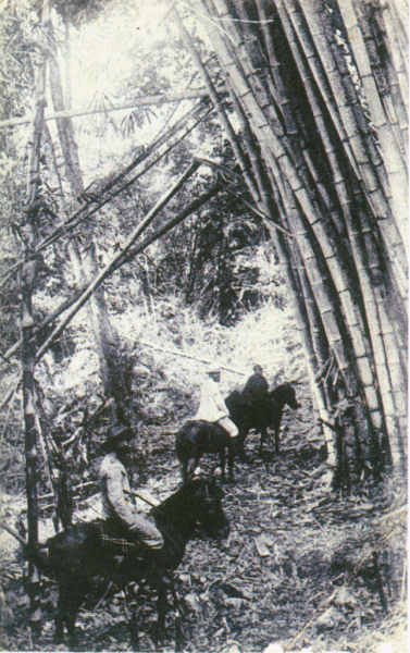 SN - Timor Portugu�s - Trecho de um bambual - Edi��o da Miss�o - SD - Dim. ??x?? cm - Col. Monge da Silva (Cerca de 1927)