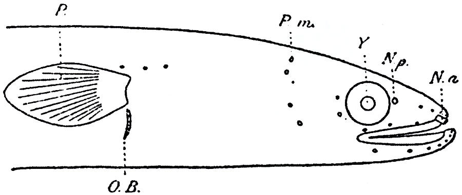 Constituintes da cabeça da enguia.