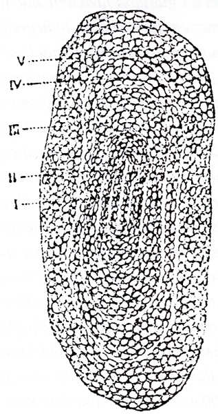 Escama de enguia com cinco fases de crescimento (G.Gensoe)