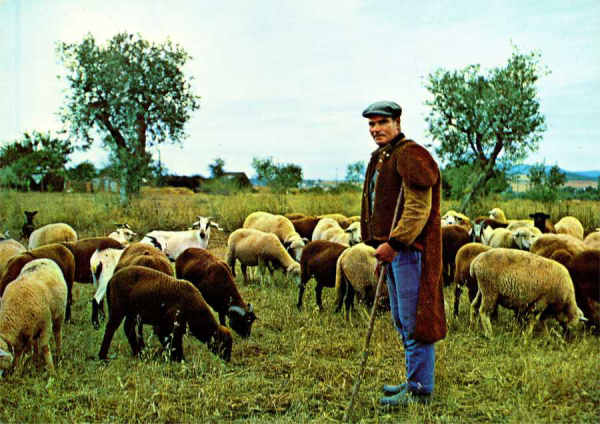 S/N - ALENTEJO-Pastor t�pico - Edi��o G�TICA, Porto, Rua N. S. de F�tima, 298 Tel. 66347 - S/D - Dimens�es: 14,6x10,3 cm. - Col. HJCO