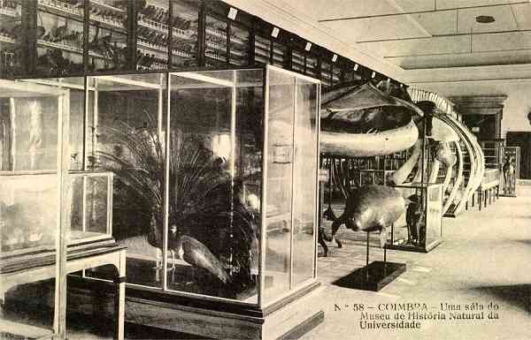 N.� 58 - Coimbra: Uma s�la do Museu de Hist�ria Natural da Universidade - Edi��o da Havaneza Central - R. Visconde da Luz, 2 a 6 Coimbra - S/D - Dimens�es: 13,8x8,9 cm. - Col. Aur�lio Dinis Marta.