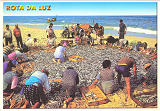 Ref� AVR-0044, ROTA DA LUZ Faina Piscat�ria, A escolha do peixe, (LOCAL?), Aveiro, Costa de Prata, Portugal, Ed. GRAFIPOST, tel. 214342080, SD, Dim. 150x105 mm, Col. Nela d'Almeida.