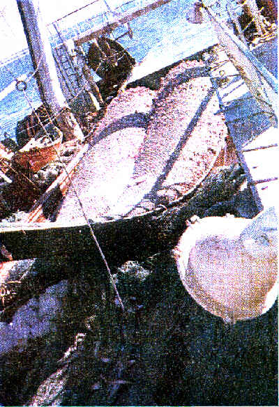 A pesca do bacalhau � dura nos gelados mares do norte.