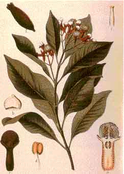 Cravinho da �ndia.