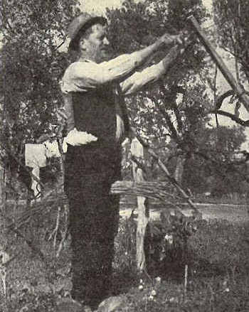 Aspecto agrícola de Oliveira do Bairro