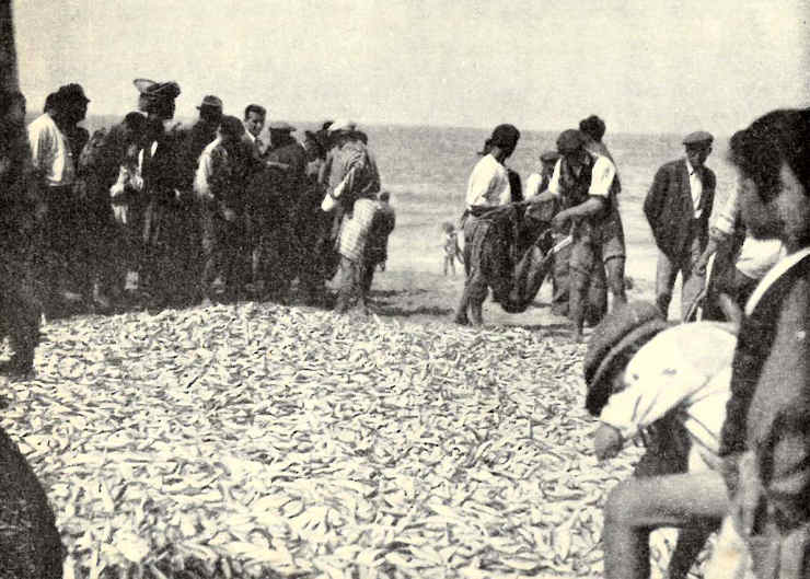 Aspectos da faina piscat�ria da praia do Furadouro