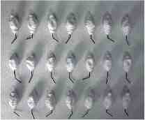 Puro sumo - Pure juice | Realiza��o com porcelana por via l�quida; modela��o - Realization with porcelain through liquid way; modelling | 100x6x85 cm. - 2005