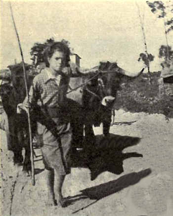 Aspecto agr�cola de Oliveira do Bairro