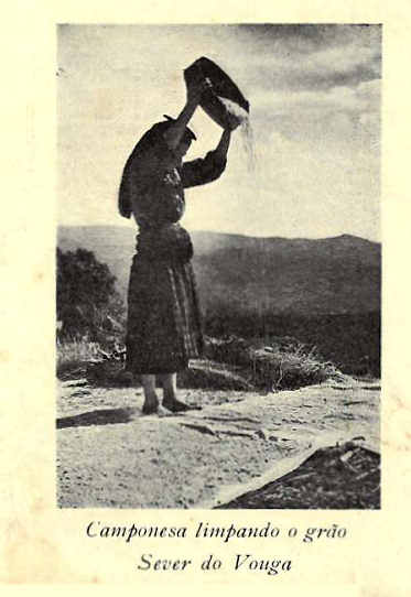 Camponesa de Sever do Vouga na limpeza do gr�o