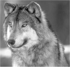 Clica na imagem para saberes mais acerca de mim.