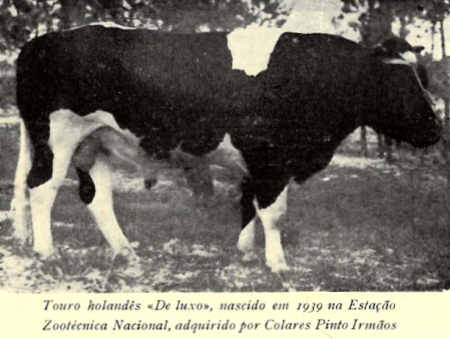 Touro holand�s �De Luxo�, nascido em 1939 na Esta��o Zoot�cnica Nacional, adquirido por Colares Pinto Irm�os