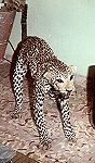 Leopardo embalsamado morto por um civil. Foto M�rio Silva.