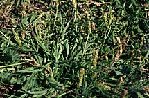 Arbusto an�o Plantago coronopus L.