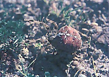 clicar na imaguem para voltar � p�gina anterior