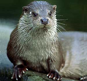 clicar na imagem para voltar � p�gina anterior