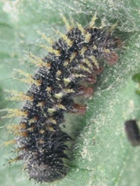 clicar na imaguem para voltar � p�gina anterior