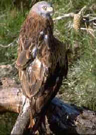 clicar na imaguem para voltar � p�gina anterior