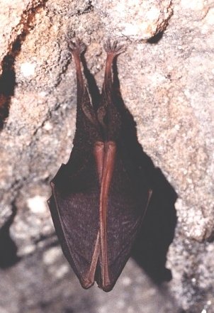 clicar na imagem para voltar � p�gina anterior