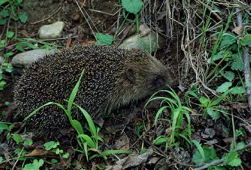 clicar na imagem para voltar � p�gina anterior