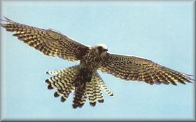 clicar na imaguem para voltar � p�gina anterior