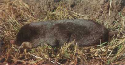 clicar na imagem para voltar � p�gina anterior