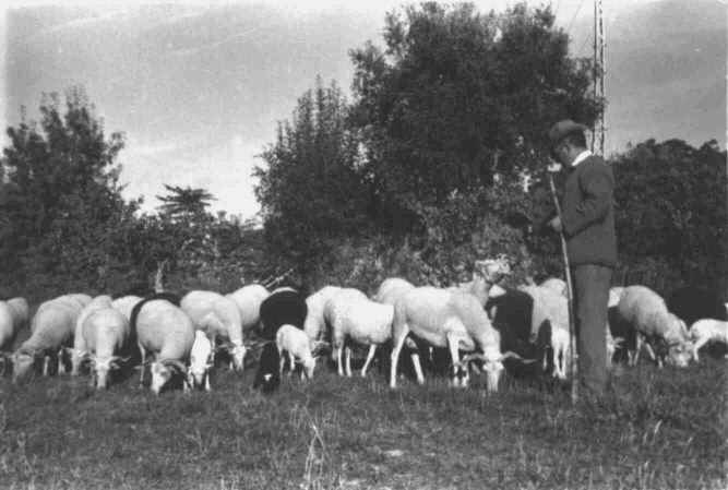 Pastor�cia - a persist�ncia de uma actividade milenar