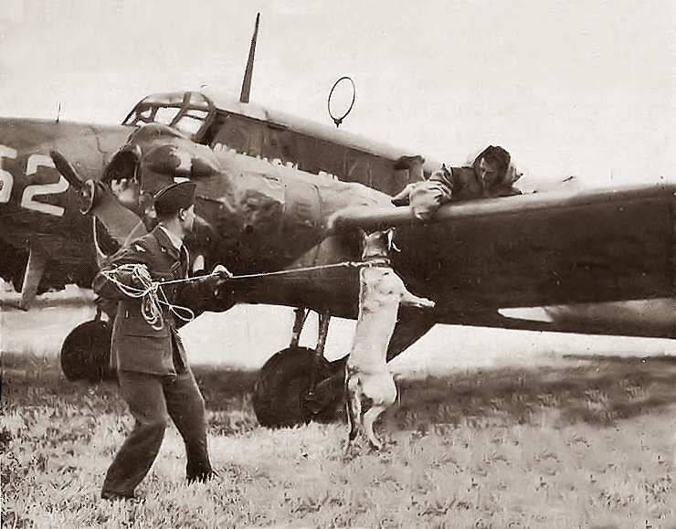 Treinando os cães da RAF