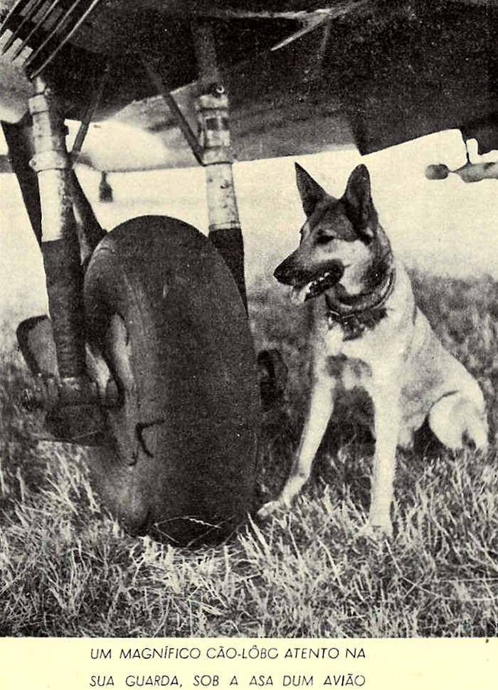 Magnífico cão-lobo atento na sua guarda sob a asa dum avião
