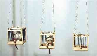 O fruto proibido � sempre o mais desejado - The forbidden fruit is always the most wanted | Realiza��o com porcelana por via l�quida; modela��o - Realization with porcelain through liquid way; modelling | 100x25x100 cm. - 2006