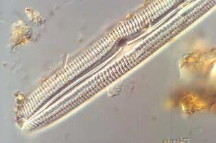 7 - Pinnularia viridis